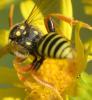 Nomada sp.
